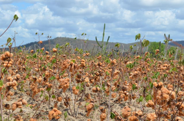 algodão colorido orgânico da Paraíba